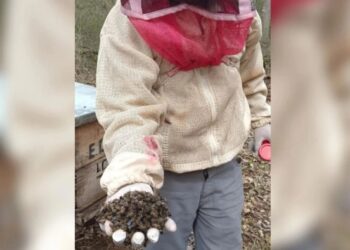 Crisis ambiental en Campeche: Denuncian daños por el uso de pesticidas en cultivos