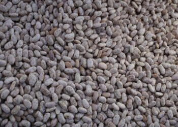 Crisis en el campo: Protestan por el acopio de frijol en Chihuahua y Durango