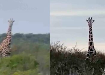 Jirafas en Coahuila: confirman origen y garantizan protección de la especie