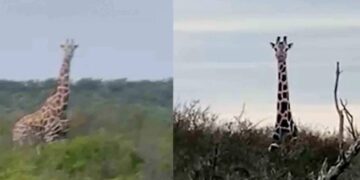 Jirafas en Coahuila: confirman origen y garantizan protección de la especie