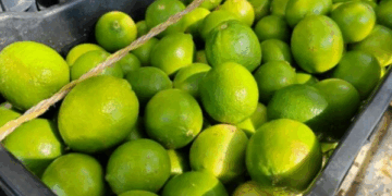 Precio del limón se mantiene estable, pero productores enfrentan retos en José María Morelos