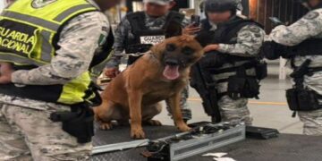 Decomiso de metanfetamina: aseguran 60 kilos en Jalisco con destino a Nueva Zelanda