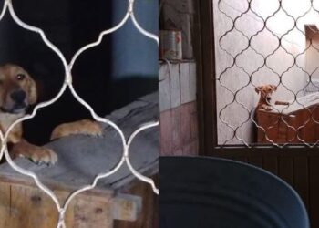 Rescate de Mika en Torreón: perrita abandonada ya tiene hogar y nueva vida