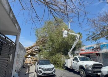 Investigan causas de caída de álamo en Playa del Carmen; revisan posible corte de raíces
