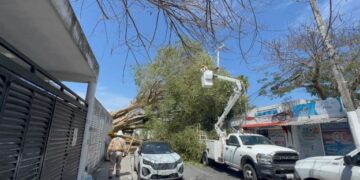 Investigan causas de caída de álamo en Playa del Carmen; revisan posible corte de raíces