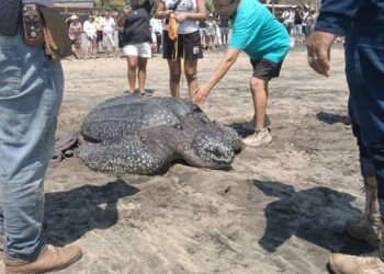 Rescate de tortuga laúd en Oaxaca: salvan ejemplar de 300 kilos arrastrado por el mar