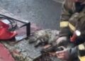 "Bombero salva a un pequeño gato tras un fuerte incendio en Rusia"