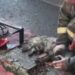 "Bombero salva a un pequeño gato tras un fuerte incendio en Rusia"