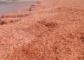 "Camarones varados tiñen de rojo las playas de Omán"