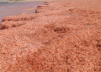 "Camarones varados tiñen de rojo las playas de Omán"
