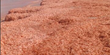 "Camarones varados tiñen de rojo las playas de Omán"