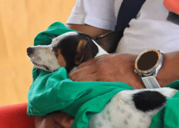 Refuerzan acciones contra el maltrato animal en Quintana Roo: buscan frenar abusos y sobrepoblación