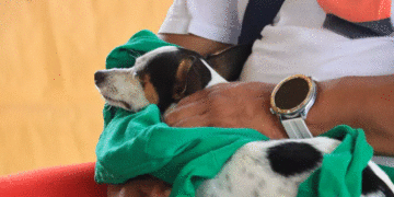 Refuerzan acciones contra el maltrato animal en Quintana Roo: buscan frenar abusos y sobrepoblación