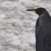 "El misterio del unico pingüino rey negro captado en Georgia del Sur"