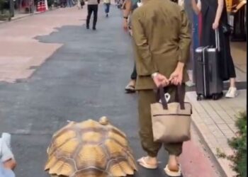 "El paseo de Hisao Mitani y su tortuga gigante por las calles de Tokio"