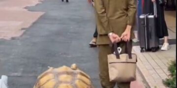 "El paseo de Hisao Mitani y su tortuga gigante por las calles de Tokio"