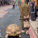 "El paseo de Hisao Mitani y su tortuga gigante por las calles de Tokio"