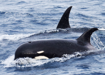 "Fotógrafo captura el momento exacto en que las orcas del tipo B1 rodean una embarcación"