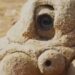 "La BBC revoluciona el cine natural con su nueva tecnología de vigilancia de vida silvestre"