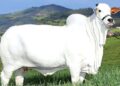 "La subasta histórica de la vaca más cara en Brasil"