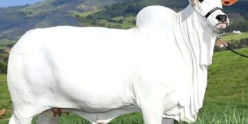 "La subasta histórica de la vaca más cara en Brasil"