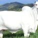 "La subasta histórica de la vaca más cara en Brasil"