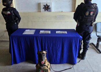 La unidad canina Kira logra importante decomiso de sustancias en la terminal de Tulum
