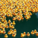 "Miles de patitos de goma inundan de color un río en Alemania por una noble causa"