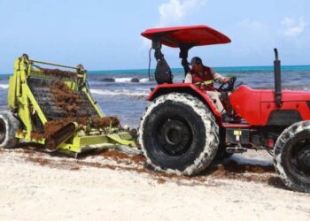 Operativos intensos ante el aumento de sargazo en las playas de Cancún