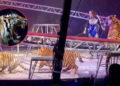 "Pánico en Rusia: Un tigre se escapó de su jaula durante una función de circo"