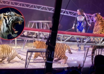 "Pánico en Rusia: Un tigre se escapó de su jaula durante una función de circo"