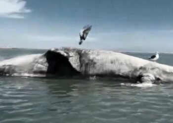 "Protección histórica para las Ballenas del Golfo: Jueza frena buques Metaneros"