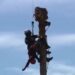 "Rescatan en helicóptero a un podador de árboles a 23 metros de altura California"