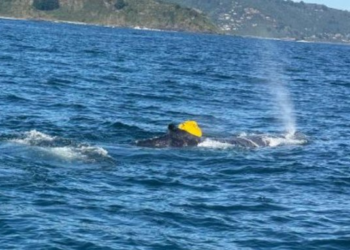 Salvan a una ballena jorobada de 10 toneladas varada por segunda vez en una semana en Australia