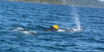 Salvan a una ballena jorobada de 10 toneladas varada por segunda vez en una semana en Australia