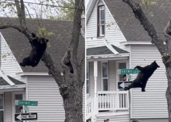 "Un oso negro fue sedado y terminó cayendo de un árbol en Nueva York"