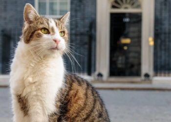 Cumpliendo con la chamba: Gato Larry atrapa su primer ratón frente a las cámaras