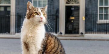 Cumpliendo con la chamba: Gato Larry atrapa su primer ratón frente a las cámaras