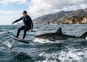 Pánico en Santa Bárbara: Tiburón blanco acecha a deportista durante más de tres kilómetros