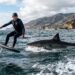Pánico en Santa Bárbara: Tiburón blanco acecha a deportista durante más de tres kilómetros