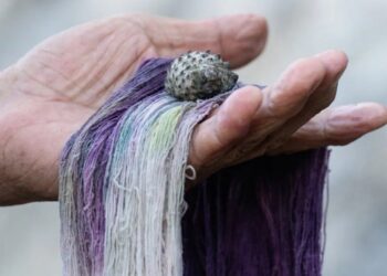 El debate científico sobre un caracol en Oaxaca que podría obtener protección legal