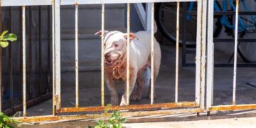 🐶🚔/ Rescate canino en Playa: la ex-panista Estefanía Mercado Presidenta Municipal, encabezó operativo por maltrato animal