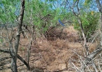 Hallan nueva zona de exterminio en Reynosa