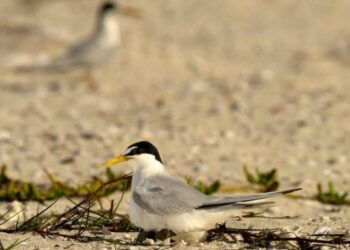 Inicia el arribo y anidación charranes migratorios en el Parque Ecoturístico Punta Sur que ofrece condiciones clave para su reproducción