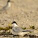 Inicia el arribo y anidación charranes migratorios en el Parque Ecoturístico Punta Sur que ofrece condiciones clave para su reproducción
