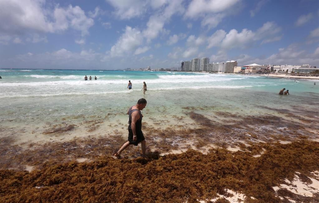 Brigadas realizan labores de limpieza de sargazo en playas de Quintana Roo. Autoridades reportan más de 269 toneladas recolectadas.