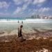 Retiran más de 269 toneladas de sargazo en costas de Quintana Roo en marzo 2026
