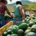 Trabajadores en México viven una “primavera en el mundo laboral”, dice Claudia Sheinbaum