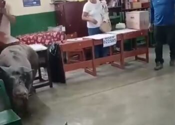 ¡El votante más inesperado! Cerdo de gran tamaño entra a la sala de votaciones presidenciales del Perú