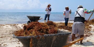 🌊VIDEO// Más marinos retirarán sargazo en Playa del Carmen